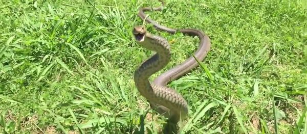 Brown Snake Plays Defense Brown Snake Plays Defense - Sputnik International