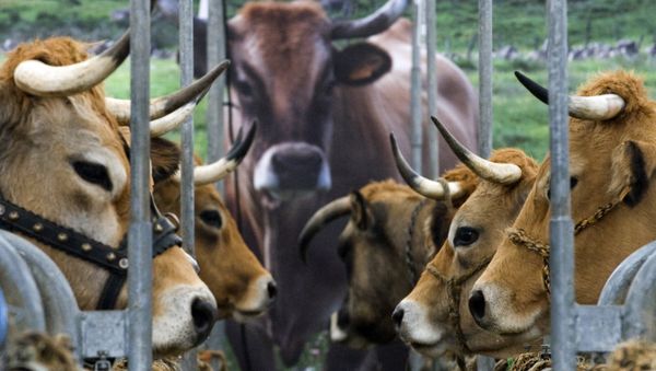 Cows are pictured during the Sommet de l'Elevage livestock show, on October 6, 2016 at the Grande Halle d'Auvergne in Cournon-d'Auvergne Cows are pictured during the Sommet de l'Elevage livestock show, on October 6, 2016 at the Grande Halle d'Auvergne in Cournon-d'Auvergne - Sputnik International