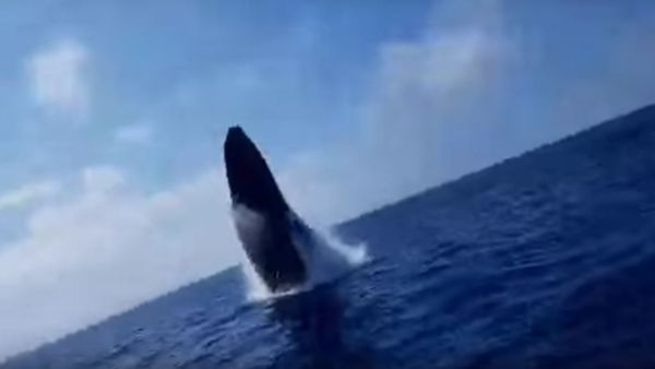 Humpback Whale Surprises Fishing Party - Sputnik International