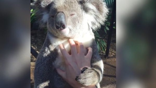 Keep Calm and Be a Wolverine: This Koala Knows How to Relax - Sputnik International