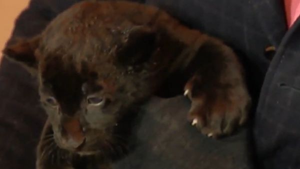 Meet Russian Zoo's Newborn Black Jaguars - Sputnik International