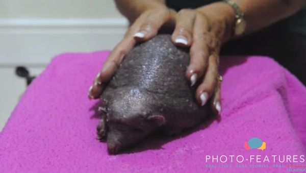 Nelson, The Bald Hedgehog getting a Massage - Sputnik International
