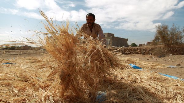 A Yemeni farmer gathers threshed wheat stalks during the harvest season at a village on the outskirts in the capital Sanaa on November 18, 2014 - Sputnik International