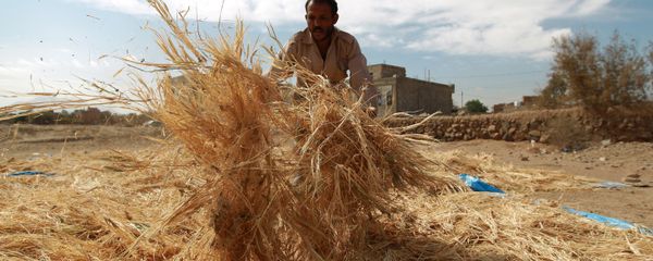 A Yemeni farmer gathers threshed wheat stalks during the harvest season at a village on the outskirts in the capital Sanaa on November 18, 2014 - Sputnik International