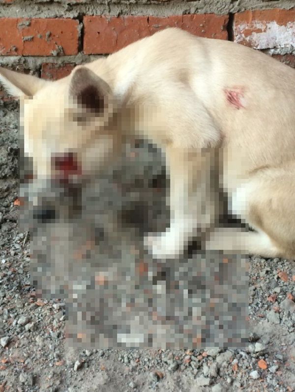 A photo of animal cruelty in Khabarovsk uploaded to a social network by the suspect - Sputnik International