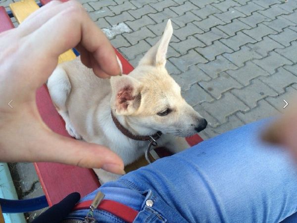 A photo of animal cruelty in Khabarovsk uploaded to a social network by the suspect - Sputnik International