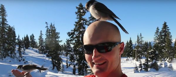 Whiskey Jacks - The Bird Whisperer Whiskey Jacks - The Bird Whisperer - Sputnik International