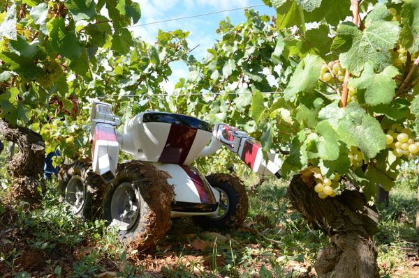 Some mechanical helpers were designed to ease wine industry work. A picture taken on September 13, 2012 near Chalon-sur-Saone shows the Wall-Ye V.I.N. robot being used in vineyards. The robot, brainchild of these two Burgundy-based inventors, Christophe Millot and Guy Julien, is one of the robots being developed around the world aimed at vineyards struggling to find the labor they need. Some mechanical helpers were designed to ease wine industry work. A picture taken on September 13, 2012 near Chalon-sur-Saone shows the Wall-Ye V.I.N. robot being used in vineyards. The robot, brainchild of these two Burgundy-based inventors, Christophe Millot and Guy Julien, is one of the robots being developed around the world aimed at vineyards struggling to find the labor they need. - Sputnik International