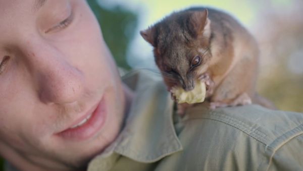 Orphaned Ringtail Possum Gaz Plays With Zookeeper Jarrod - Sputnik International