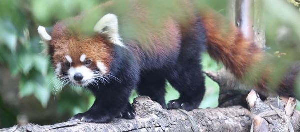 Red Panda Cubs Waveland & Sheffield on Exhibit at Lincoln Park Zoo - Sputnik International