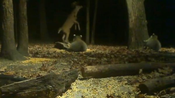 Buck During The Fall Rut - Sputnik International