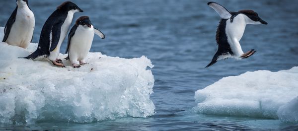 Wild Wonders of Antarctica, Slated for Biggest Marine Reserve Wild Wonders of Antarctica, Slated for Biggest Marine Reserve - Sputnik International