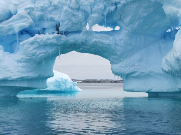 Wild Wonders of Antarctica, Slated for Biggest Marine Reserve - Sputnik International