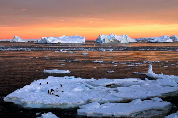 Wild Wonders of Antarctica, Slated for Biggest Marine Reserve - Sputnik International