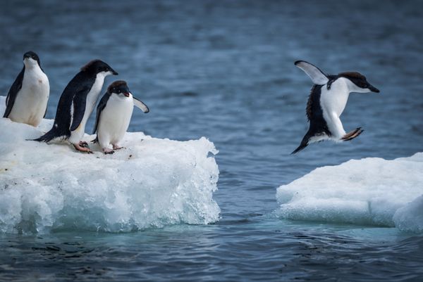 Wild Wonders of Antarctica, Slated for Biggest Marine Reserve - Sputnik International