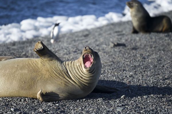 Wild Wonders of Antarctica, Slated for Biggest Marine Reserve - Sputnik International