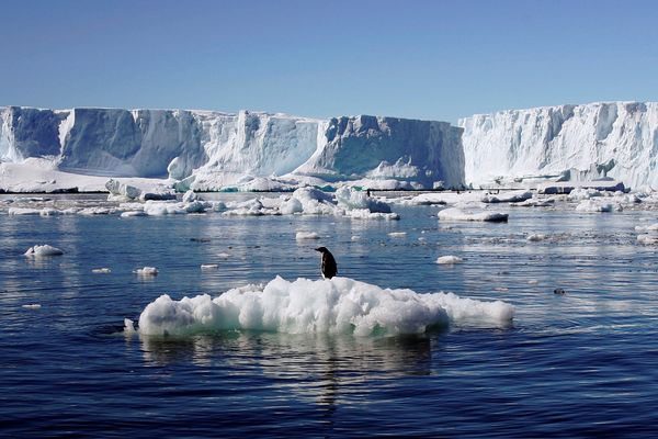 Wild Wonders of Antarctica, Slated for Biggest Marine Reserve - Sputnik International