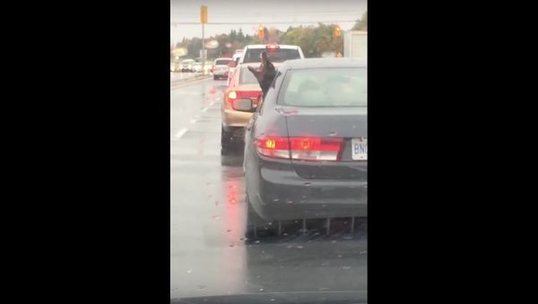 Dobie Dog Dancing in the Rain - Sputnik International