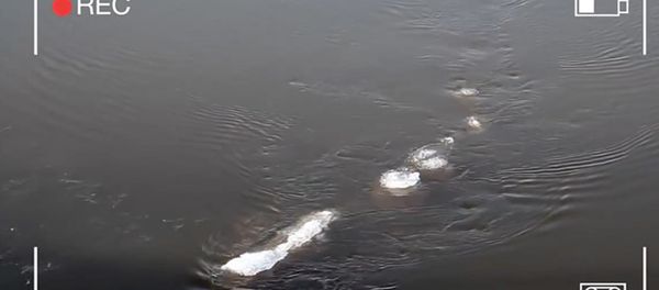 Has the Loch Ness Monster Moved to Alaska? - Sputnik International