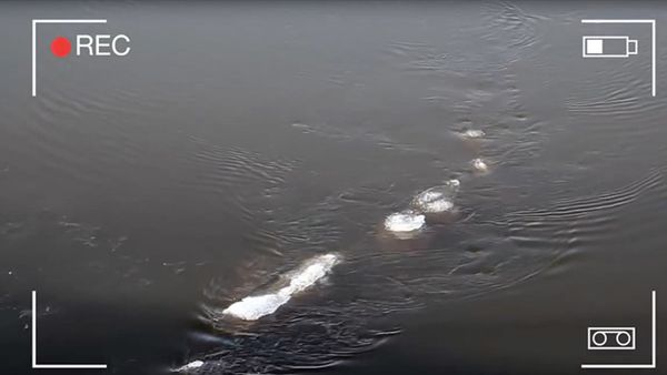 Has the Loch Ness Monster Moved to Alaska? - Sputnik International