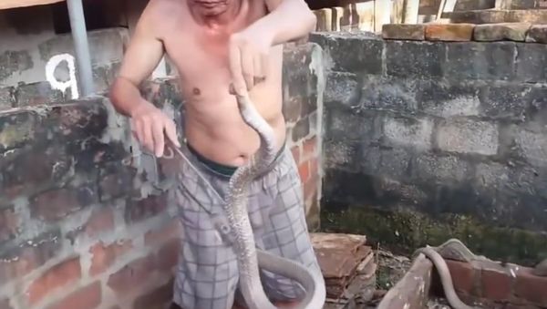 Amazing Catching Cobra Snake | Catching Cobra Snake By Hands | Catching Cobra Snake With Hands - Sputnik International