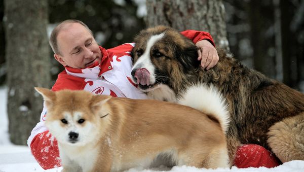 President Vladimir Putin and his dogs, Buffy the Bulgarian Shepherd and Yume the Akita Inu, walk in the Moscow Region. (File) President Vladimir Putin and his dogs, Buffy the Bulgarian Shepherd and Yume the Akita Inu, walk in the Moscow Region. (File) - Sputnik International