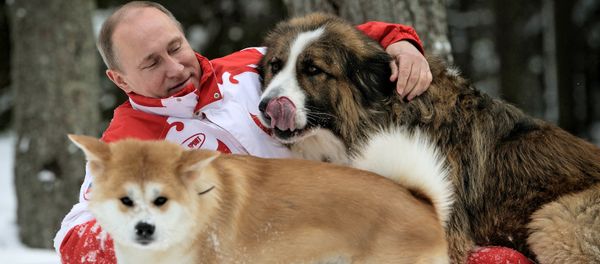 President Vladimir Putin and his dogs, Buffy the Bulgarian Shepherd and Yume the Akita Inu, walk in the Moscow Region. (File) - Sputnik International