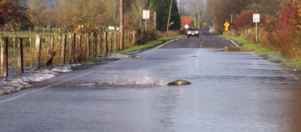 Skokomish River salmon cross the road 2016 Skokomish River salmon cross the road 2016 - Sputnik International