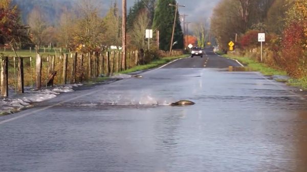 Skokomish River salmon cross the road 2016 - Sputnik International