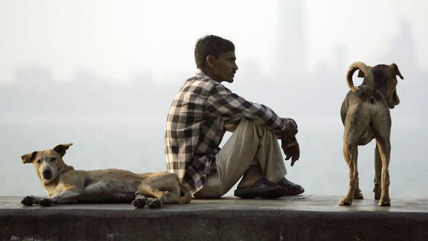 Dogs - Sputnik International