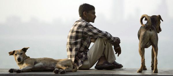 Dogs Dogs - Sputnik International