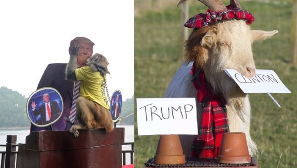 US Polls: 'Psychic' Scottish Goat Bets Clinton, Chinese Monkey Bets Trump - Sputnik International