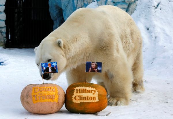 Felix, a male polar bear, stands near pumpkins with portraits of U.S. presidential nominees Hillary Clinton and Donald Trump as it predicts the result of U.S. presidential election at the Royev Ruchey zoo in Krasnoyarsk, Siberia, Russia, November 7, 2016 - Sputnik International