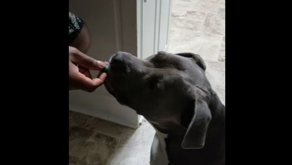 My dog and his extremely sour warhead - Sputnik International
