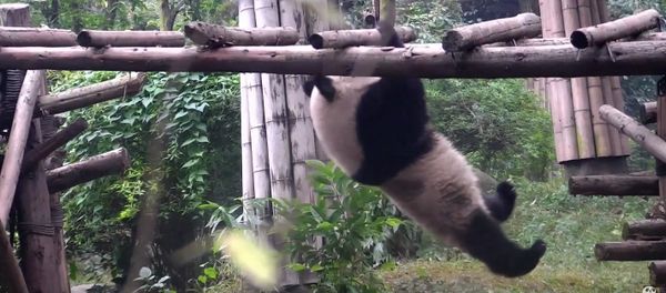 Panda's most embarrassing acrobatic tricks - Sputnik International