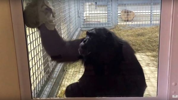 Ape Likes Its Window Crystal Clear - Sputnik International