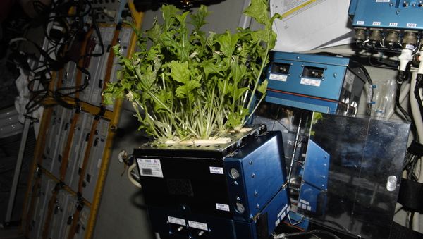 Mizuna lettuce growing aboard the International Space Station before being harvested and frozen for return to Earth - Sputnik International