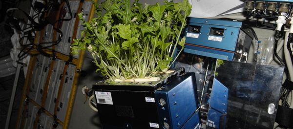 Mizuna lettuce growing aboard the International Space Station before being harvested and frozen for return to Earth Mizuna lettuce growing aboard the International Space Station before being harvested and frozen for return to Earth - Sputnik International