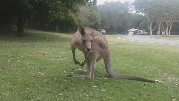 Kangaroo Growl - Sputnik International