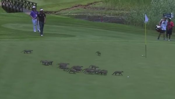 Pack of mongooses invade the green during game of golf - Sputnik International
