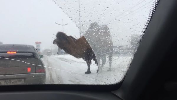 Camel Traffic - Sputnik International