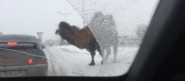 Camel Traffic - Sputnik International