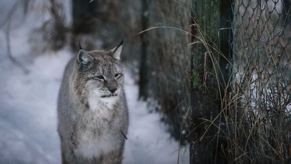 Lynx - Sputnik International