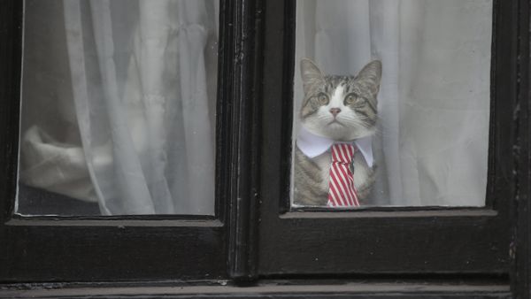 A cat named 'James' wearing a collar and tie looks out of the window of the Ecuadorian Embassy in London on November 14, 2016 where WikiLeaks founder Julian Assange was being questioned over a rape allegation against him. A cat named 'James' wearing a collar and tie looks out of the window of the Ecuadorian Embassy in London on November 14, 2016 where WikiLeaks founder Julian Assange was being questioned over a rape allegation against him. - Sputnik International