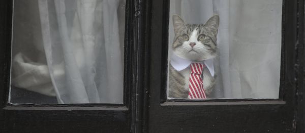 A cat named 'James' wearing a collar and tie looks out of the window of the Ecuadorian Embassy in London on November 14, 2016 where WikiLeaks founder Julian Assange was being questioned over a rape allegation against him. - Sputnik International
