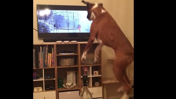Buzz the Boxer Loving John Lewis Advert 2016 - Sputnik International