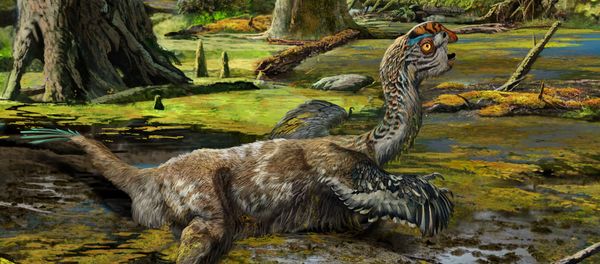 An artistic reconstruction, showing the last-ditch struggle of Tongtianlong limosus as it was mired in mud, one possible, but highly speculative, interpretation for how the specimen was killed and buried. - Sputnik International