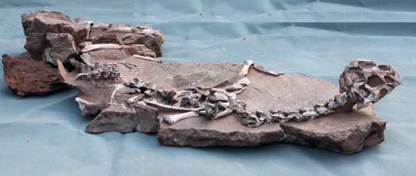 Tongtianlong skeleton - Sputnik International