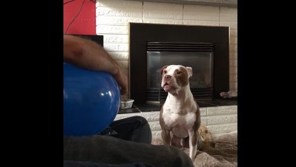 Whiny Pitbull wants Balloon - Sputnik International