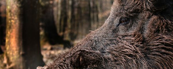 Boar in the forest - Sputnik International